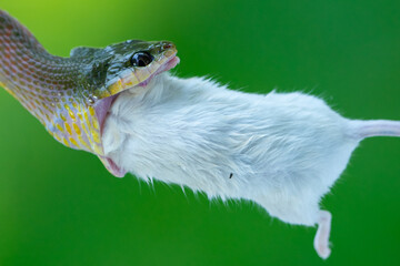 Black-headed cat snake Boiga nigriceps eating big mouse