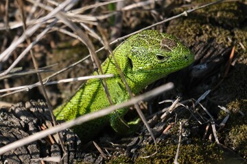 Green lizard crawling on the ground