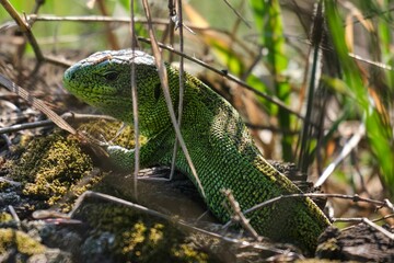 Green lizard crawling on the ground