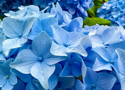 hydrangea or hydrangea A very beautiful bright blue flower that grows in groups of such large clusters in the photo is approximate very close, each flower can be seen on the flowers a drop of dew