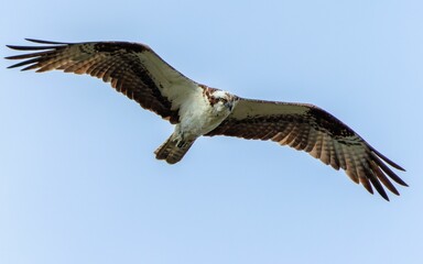 Close-up shot of a common osprey in flight