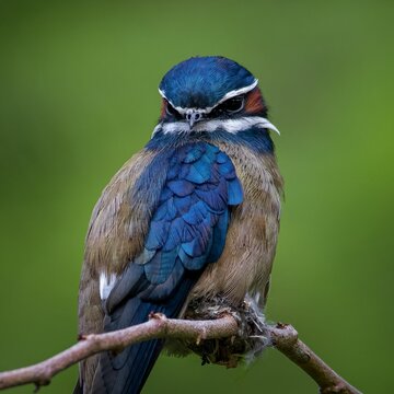 Closeup vertical shot of a whiskered treeswift on the tree branch