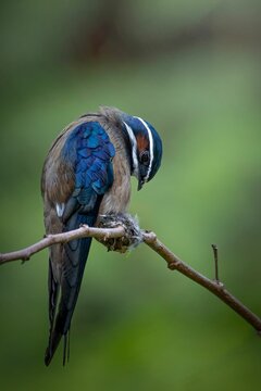 Closeup vertical shot of a whiskered treeswift on the tree branch