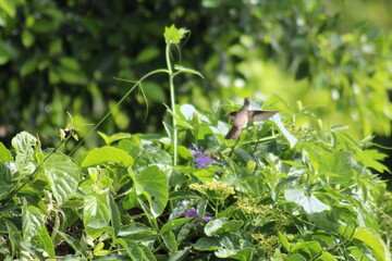 leaves in the garden