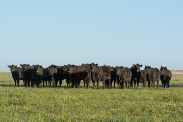 Group of young black steers in the meadow