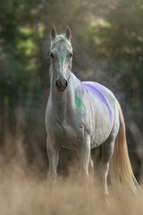 Fototapeta na wymiar Portrait of a white arabian horse gelding standing on a meadow in summer outdoors during sundown