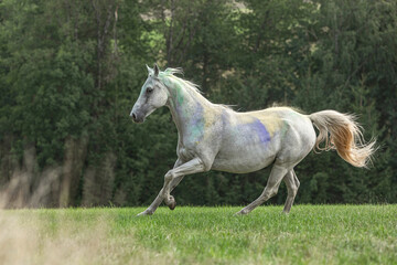 Obraz na płótnie Canvas Portrait of a beautiful white arabian horse gelding running across a pasture in late summer outdoors