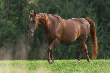 Portrait of a dark chestnut brown arabian crossbreed mare running across a pasture in late summer outdoors