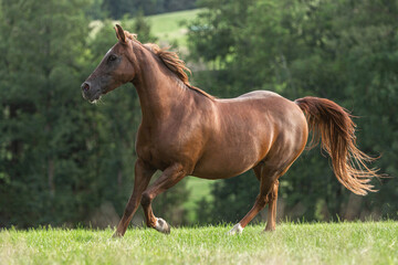 Portrait of a dark chestnut brown arabian crossbreed mare running across a pasture in late summer...