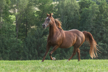 Obraz na płótnie Canvas Portrait of a dark chestnut brown arabian crossbreed mare running across a pasture in late summer outdoors