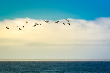 Fototapeta na wymiar 2022-08-16 A FLOCK OF PELICANS FLYING OFF OF THE COAST NEAR HALF MOON BAY WITH A CLOUD BANK IN THE BACKGROUND