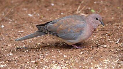 Laughing dove (Spilopelia senegalensis) on the ground, eating bird seed, in a backyard in Pretoria, South Africa