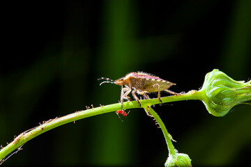  Dolycoris baccarum Linnaeus,  sloe bug