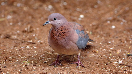 Laughing dove (Spilopelia senegalensis) on the ground, eating bird seed, in a backyard in Pretoria, South Africa