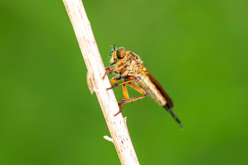robber fly, assassin fly