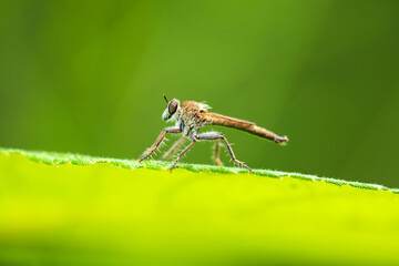 robber fly, assassin fly