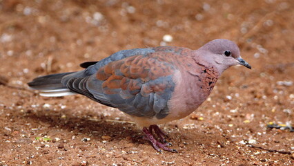 Laughing dove (Spilopelia senegalensis) on the ground, eating bird seed, in a backyard in Pretoria, South Africa