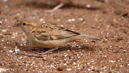 Female house sparrow (Passer domesticus) on the ground, eating bird seed, in a backyard in...