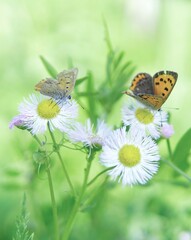 可愛い蝶々とハルジオンの花