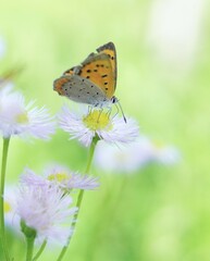 可愛い蝶々とハルジオンの花