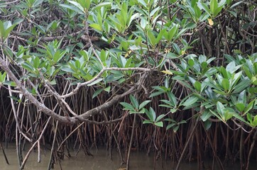 Foliage of trees in the mangrove surrounded by water.