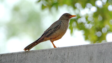 Karoo thrush (Turdus smithi) perched on a fence in a backyard in Pretoria, South Africa