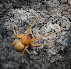 spider on the ground