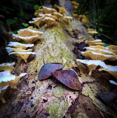 autumn leaves on the ground