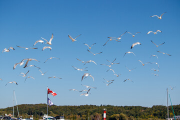 Seagulls in Flight at a Marina
