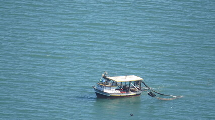 Obraz premium bird, animal, puffin, beak, nature, wildlife, duck, feather, wild, red, feathers, black, water, color, atlantic, sea, white, cormorant