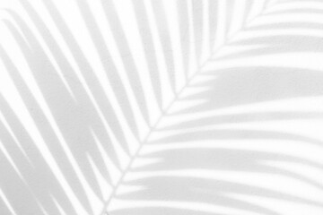 Palm leaf shade on white wall for use as background