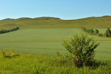 Fototapeta premium A bush against the background of a large field of ripening rye in the hilly steppes on a warm summer day.