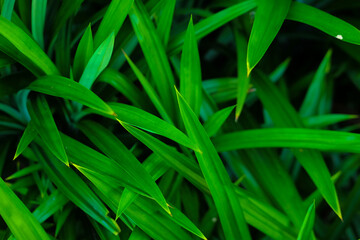 Pandan leaves or pandan plant in the garden. Young leaves can be processed into cooking spices