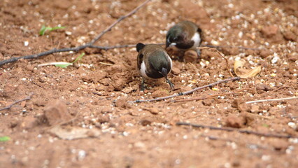 Bronze mannikins (Spermestes cucullata) eating bird seed on the ground in a backyard in Pretoria, South Africa