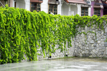 Lush green ivy is growing and covering granite stone wall house with neighborhood houses in the...