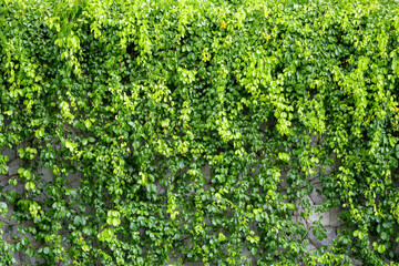 Fototapeta na wymiar Lush green ivy is growing and covering granite stone wall house with neighborhood houses in the background in sunshine day.