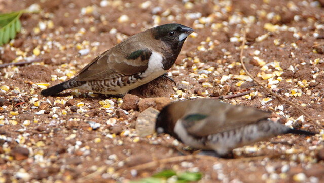 Bronze mannikins (Spermestes cucullata) eating bird seed on the ground in a backyard in Pretoria, South Africa