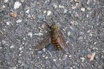 A horsefly male on the road