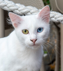 Pure white cat with green and blue eyes. Eyes with two different colors. Heterochromia.