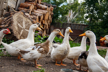 A group of ducks in the village