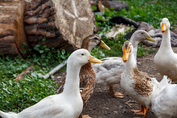 A group of ducks in the village