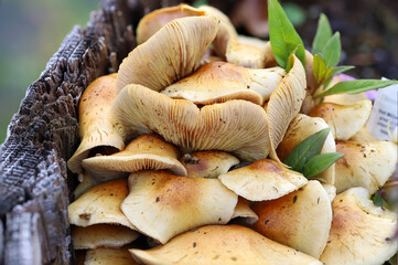 mushrooms in the forest