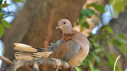 Laughing dove (Spilopelia senegalensis) perched in a tree in a backyard in Pretoria, South Africa