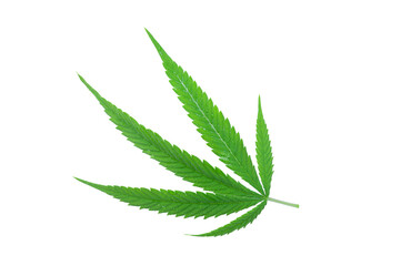 Cannabis lead with water drop on isolated white background.