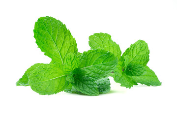 Fresh paper mint leaf on isolated white background.