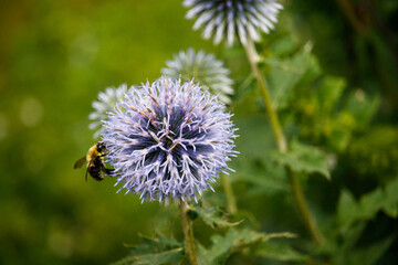 Bumblebee on a Purple Flower