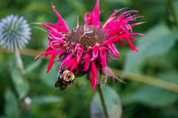 Bumblebee on a Pink Flower