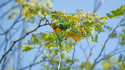 Male Southern masked weaver (Ploceus velatus) building a nest in a tree in a backyard in Pretoria, South Africa
