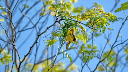 Male Southern masked weaver (Ploceus velatus) building a nest in a tree in a backyard in Pretoria, South Africa
