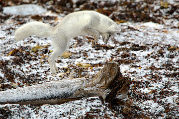 An Arctic Fox hunts on the tundra near Churchill Manitoba © Rob Schultz